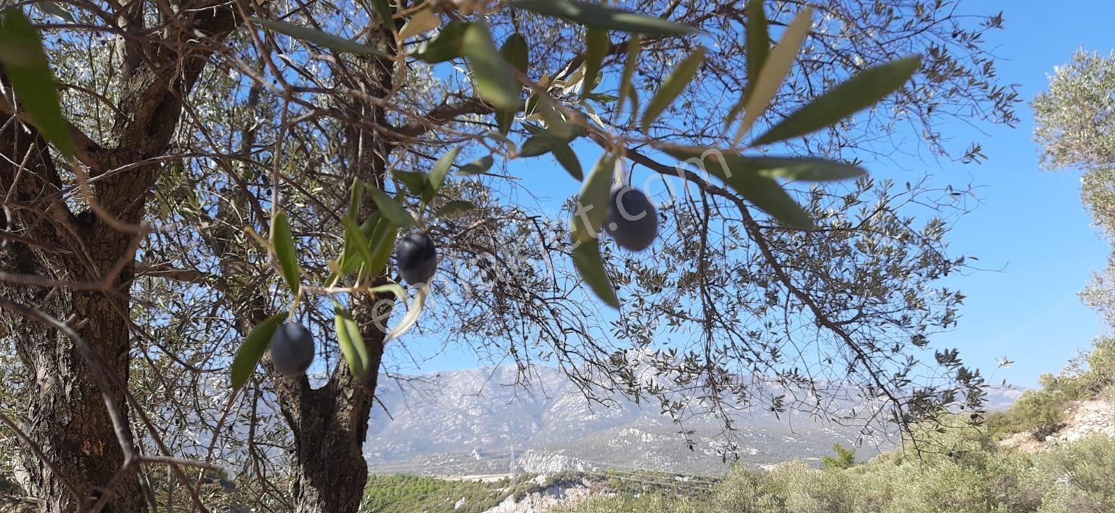 Karaburun Eğlenhocada Yola Cepheli 7.128m2 Zeytin Ağaçlı Tarla - Görsel 14