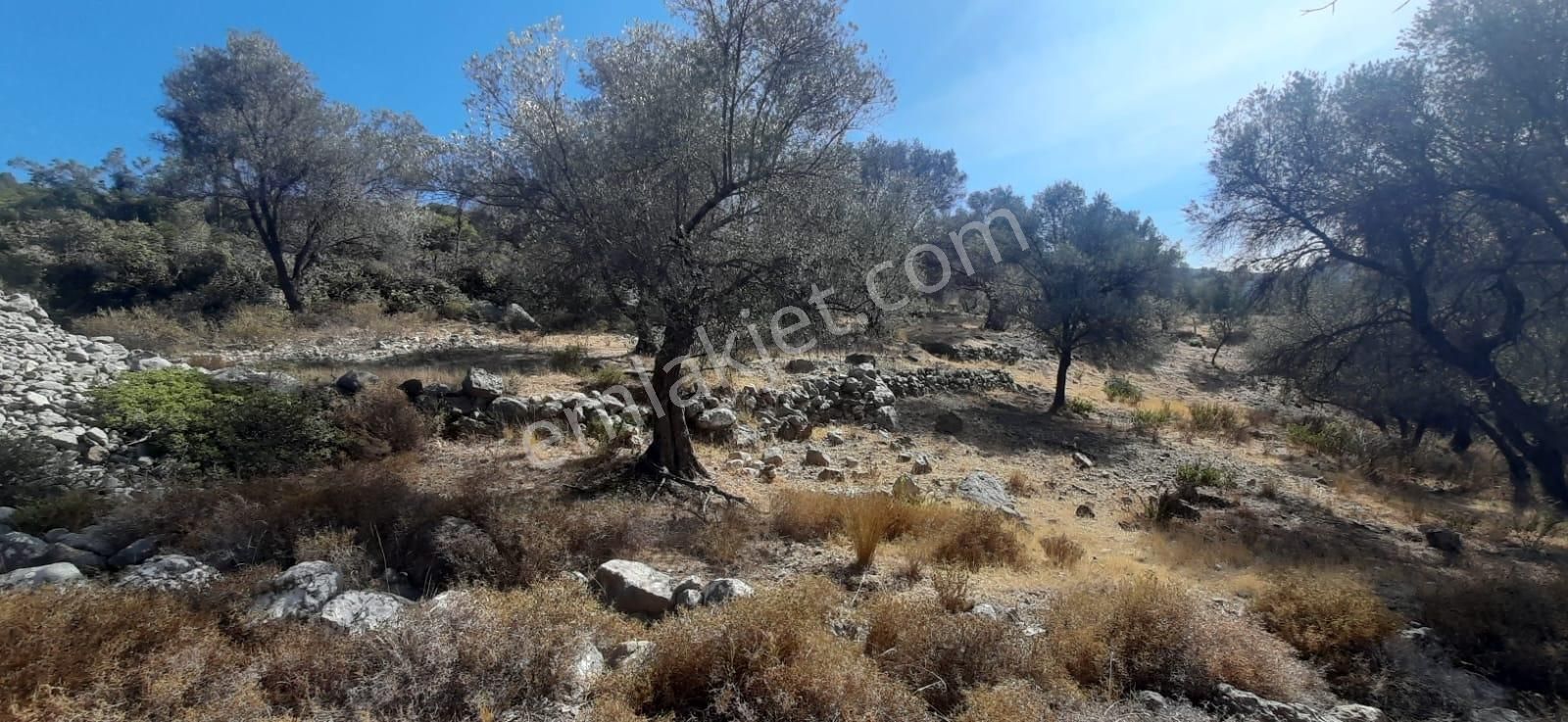 Karaburun Eğlenhocada Yola Cepheli 7.128m2 Zeytin Ağaçlı Tarla - Görsel 9