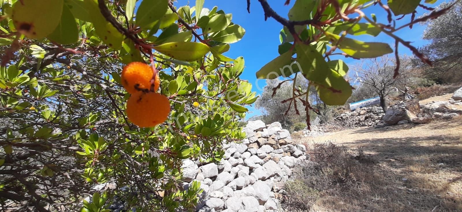 Karaburun Eğlenhocada Yola Cepheli 7.128m2 Zeytin Ağaçlı Tarla - Görsel 17