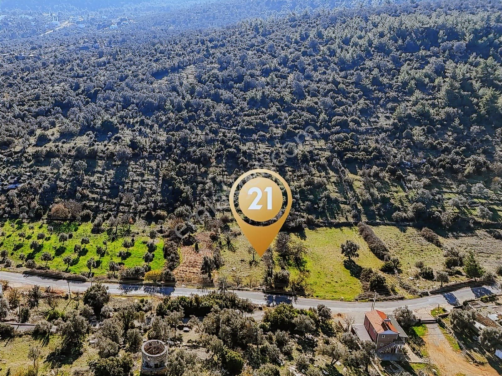 Bodrum Çamlık Satılık Zeytinli Tarla - Görsel 3