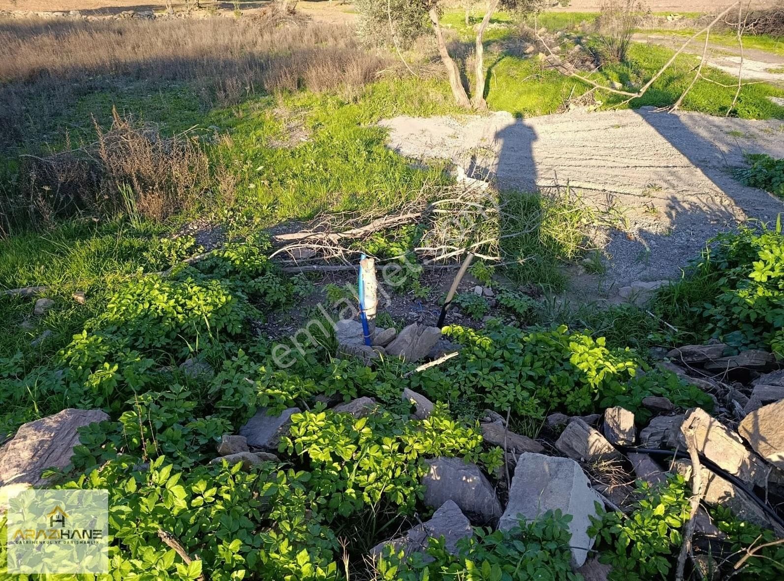Çiftlik Mahalleside İçinde Kuyusu Olan Tarla Satılıktır - Görsel 9