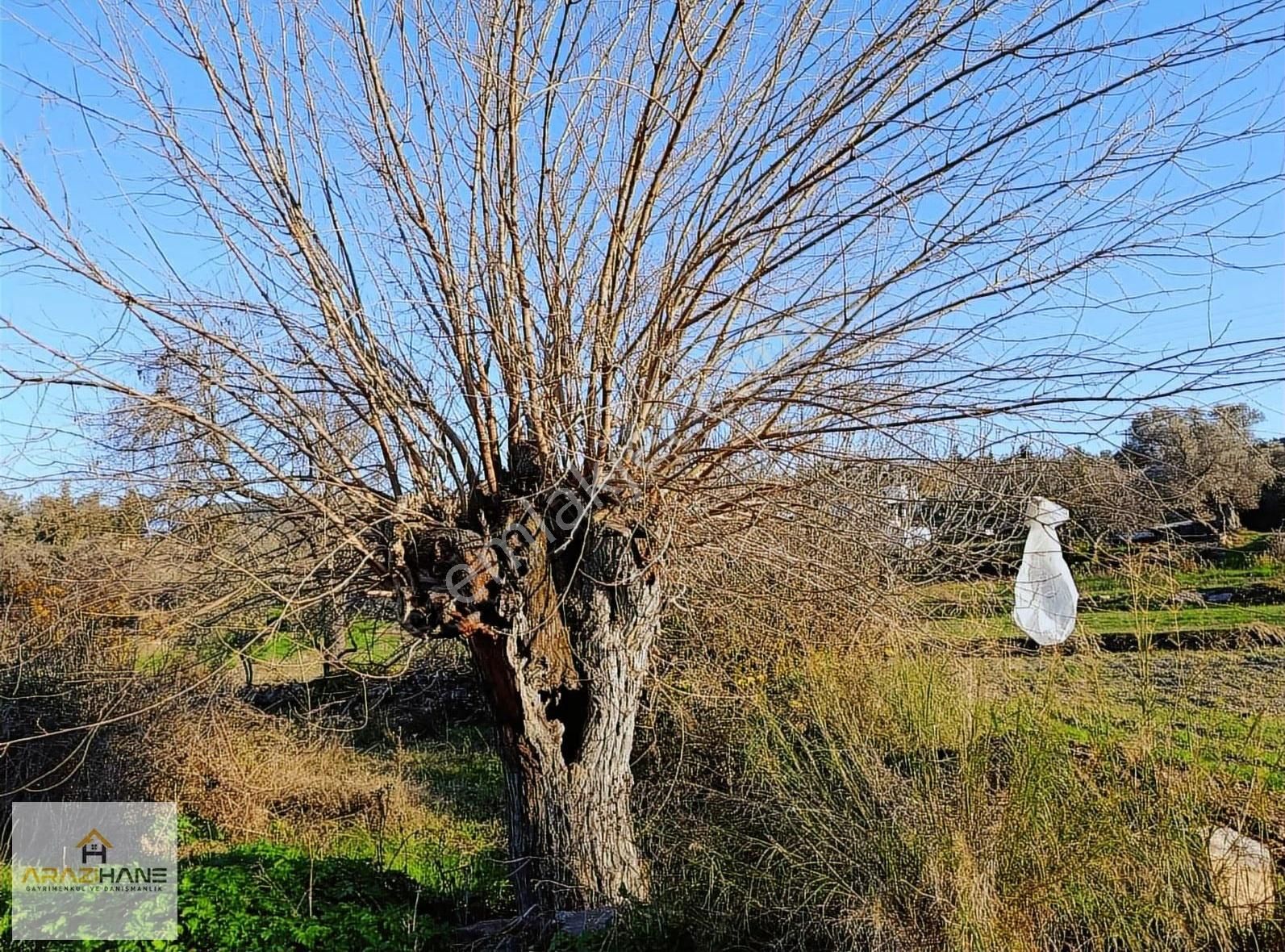 Çiftlik Mahalleside İçinde Kuyusu Olan Tarla Satılıktır - Görsel 4