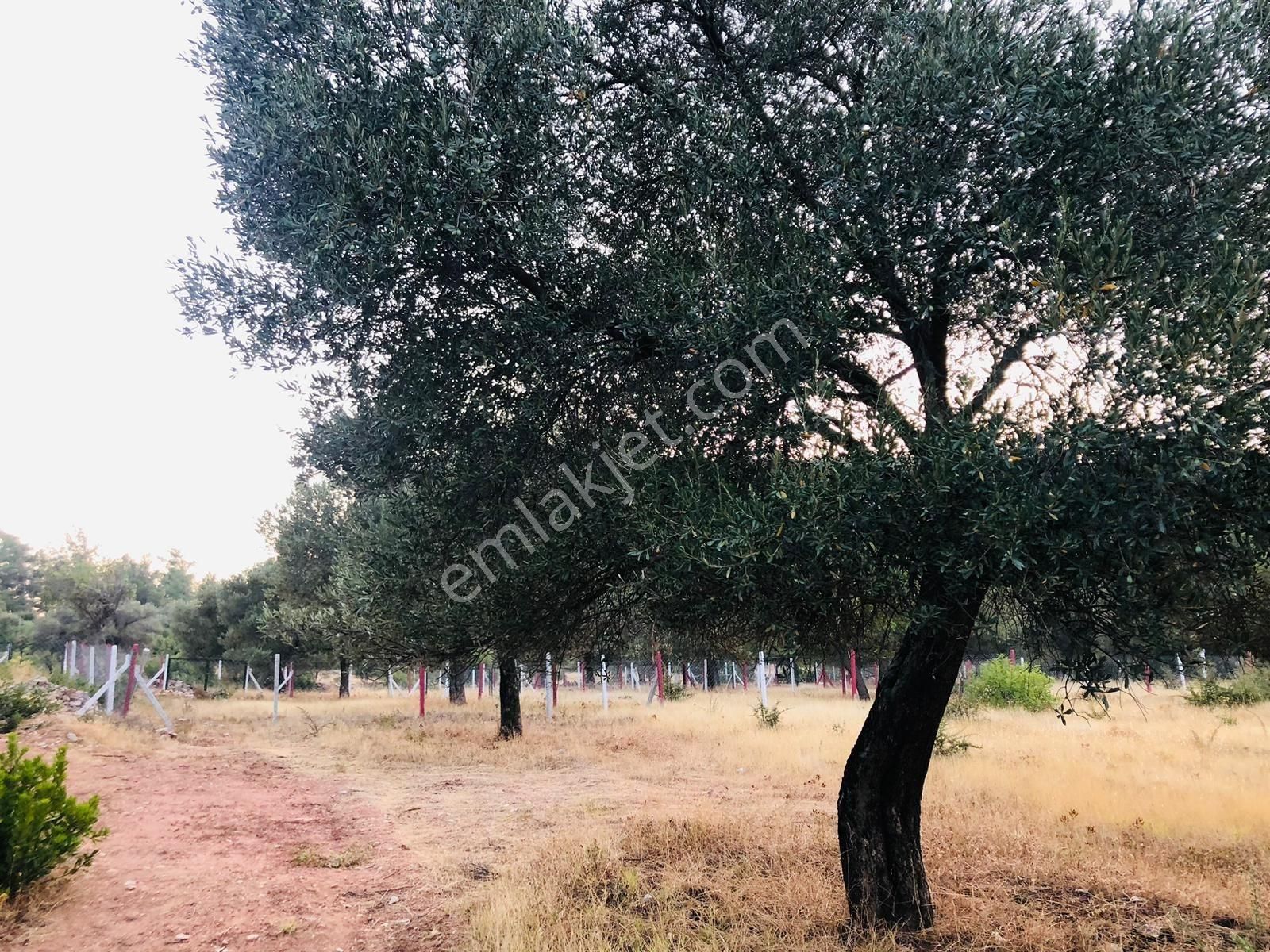 Bodrum Yalıçiftlikte 342 M2 Hisse Tapulu Tarla - Görsel 6