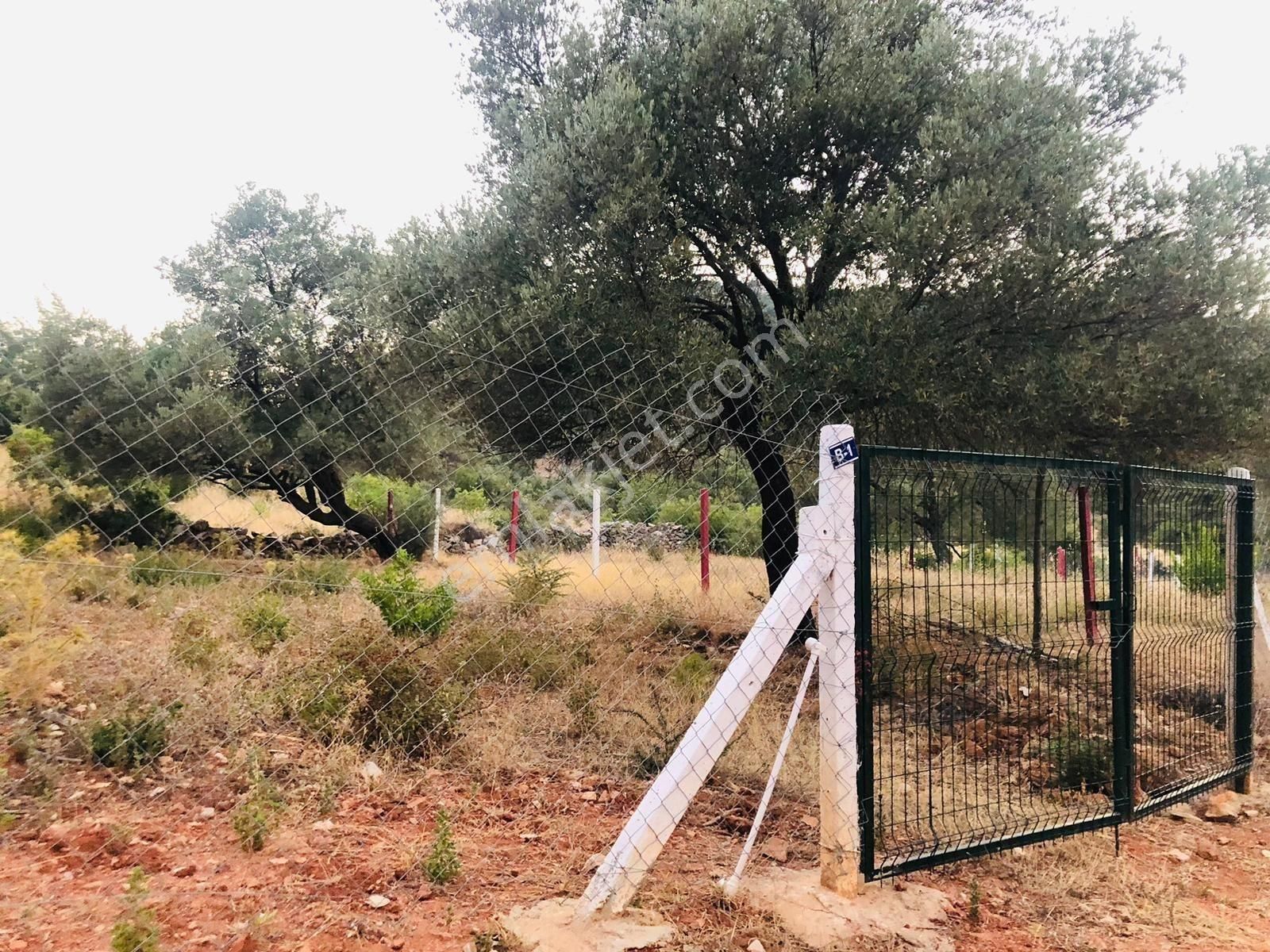 Bodrum Yalıçiftlikte 342 M2 Hisse Tapulu Tarla - Görsel 2