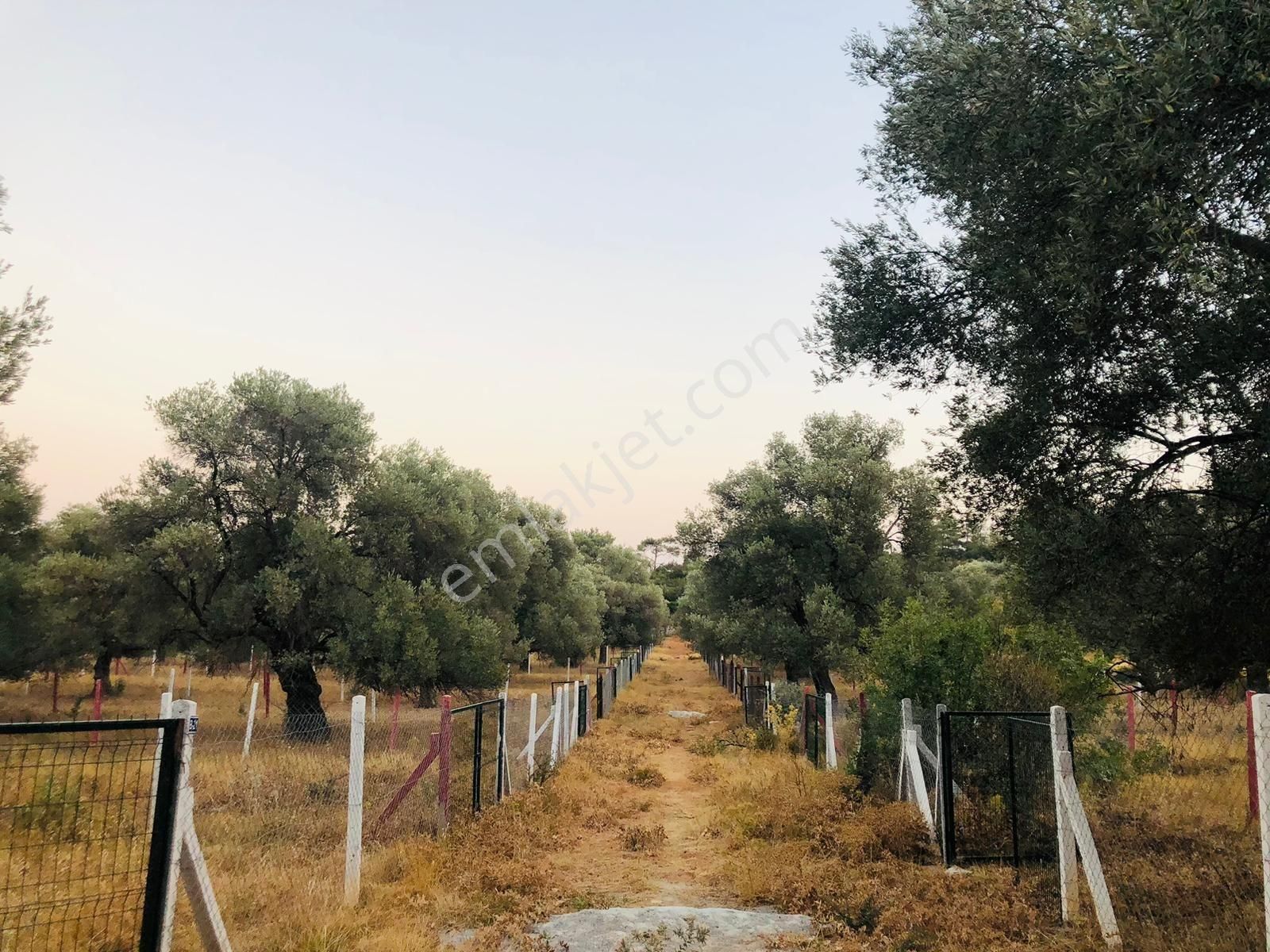 Bodrum Yalıçiftlikte 342 M2 Hisse Tapulu Tarla - Görsel 7
