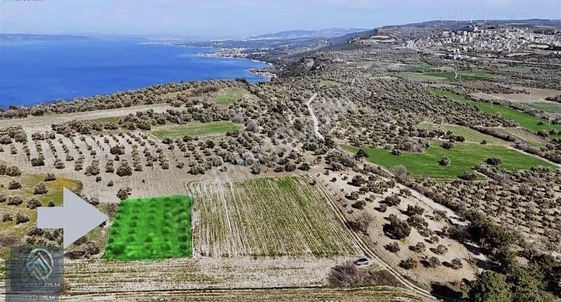 Çanakkale Merkez Erenköyde 923 M2 Zeytinlik Ekili Tarla - Görsel 3