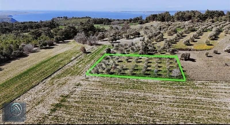 Çanakkale Merkez Erenköyde 923 M2 Zeytinlik Ekili Tarla - Görsel 2