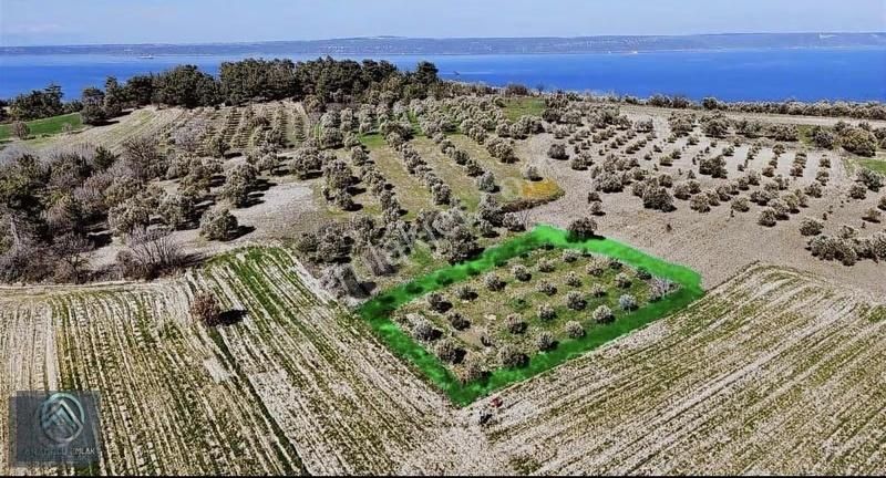 Çanakkale Merkez Erenköyde 923 M2 Zeytinlik Ekili Tarla - Görsel 8