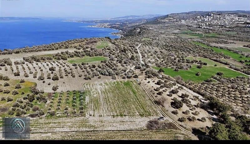 Çanakkale Merkez Erenköyde 923 M2 Zeytinlik Ekili Tarla - Görsel 10