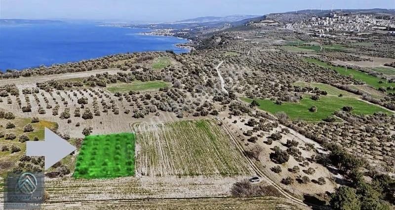 Çanakkale Merkez Erenköyde 923 M2 Zeytinlik Ekili Tarla - Görsel 6