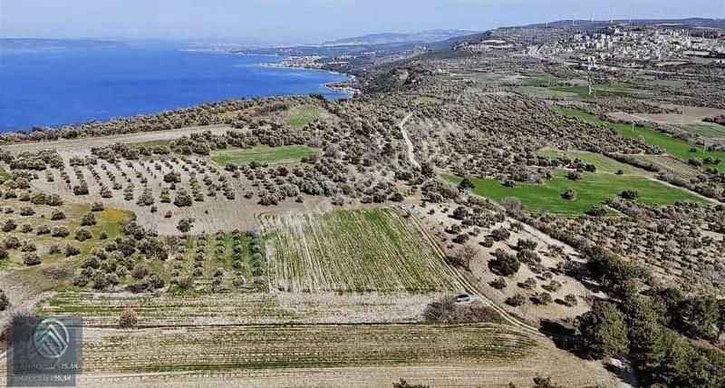 Çanakkale Merkez Erenköyde 923 M2 Zeytinlik Ekili Tarla - Görsel 7