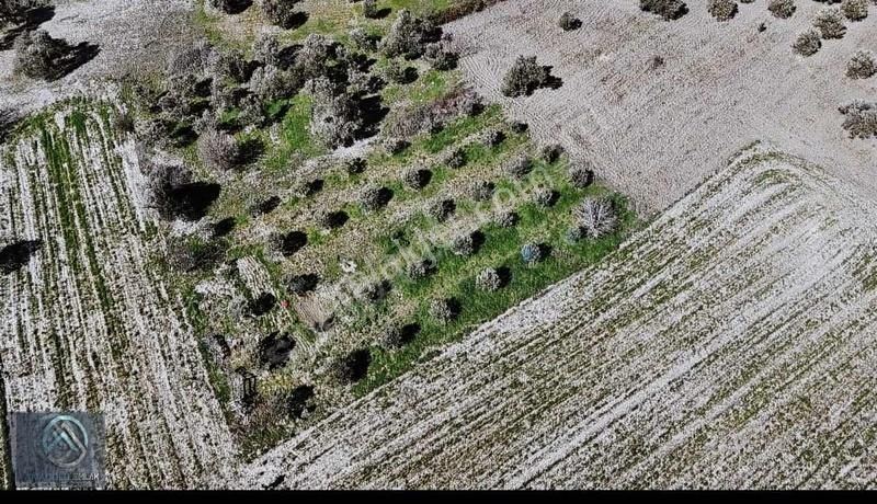 Çanakkale Merkez Erenköyde 923 M2 Zeytinlik Ekili Tarla - Görsel 4