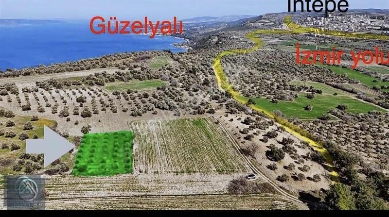 Çanakkale Merkez Erenköyde 923 M2 Zeytinlik Ekili Tarla