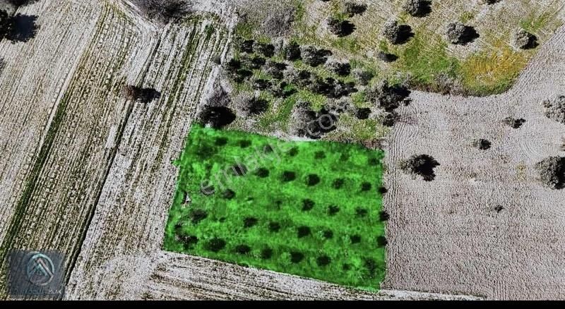 Çanakkale Merkez Erenköyde 923 M2 Zeytinlik Ekili Tarla - Görsel 12