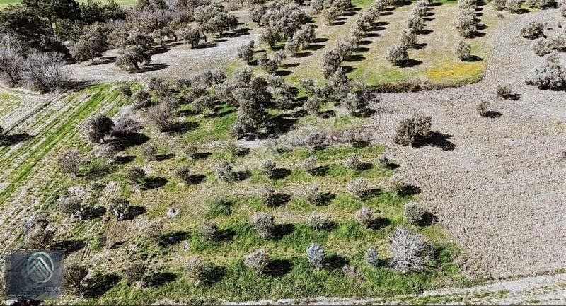 Çanakkale Merkez Erenköyde 923 M2 Zeytinlik Ekili Tarla - Görsel 13