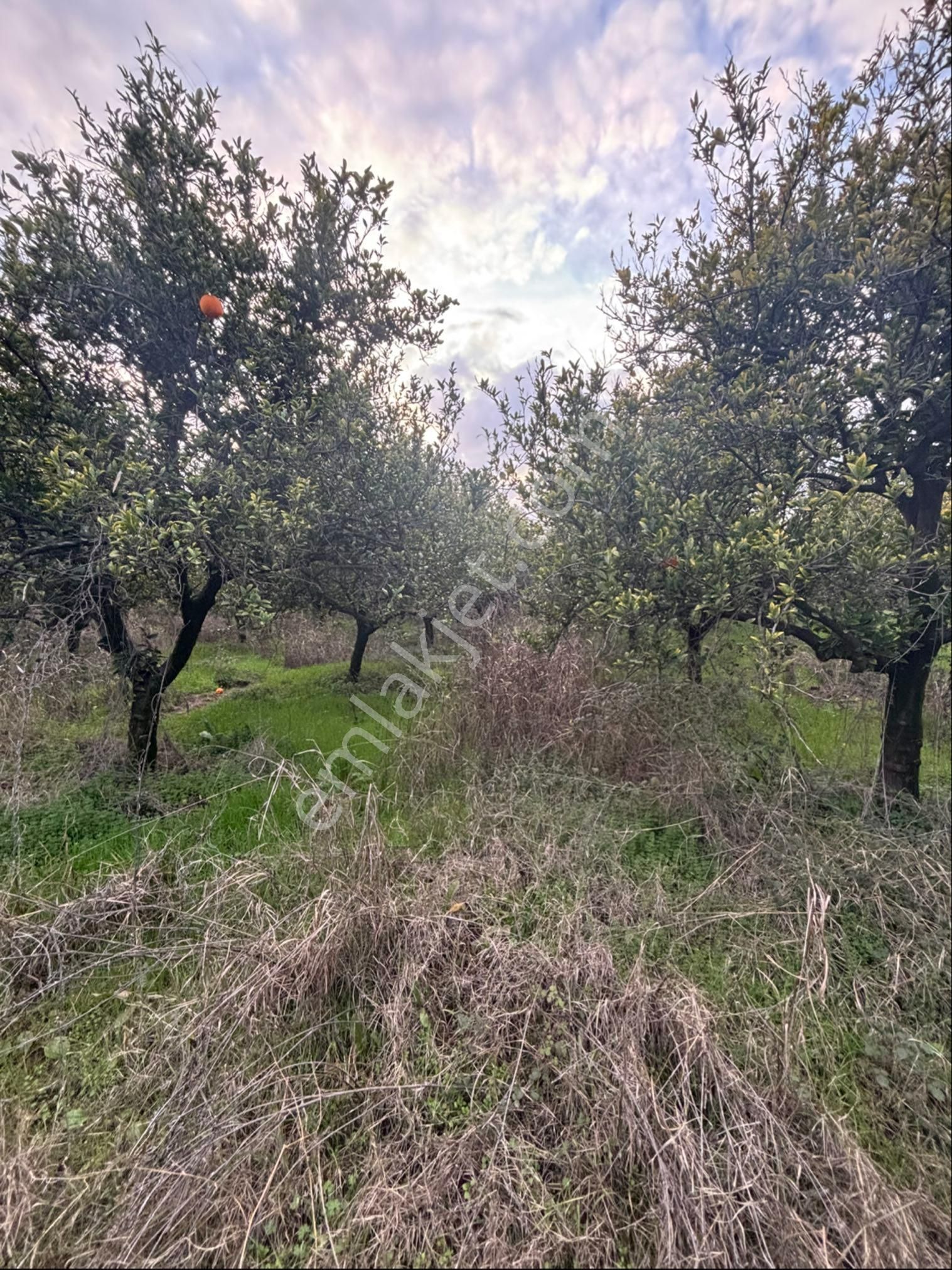 Nazilli Hamzalı Da Fırsat 8 Dönümlük Portakal Bahçesi - Görsel 22