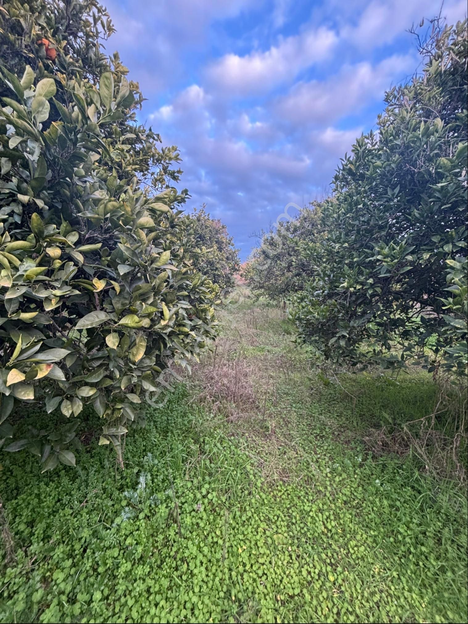 Nazilli Hamzalı Da Fırsat 8 Dönümlük Portakal Bahçesi - Görsel 7