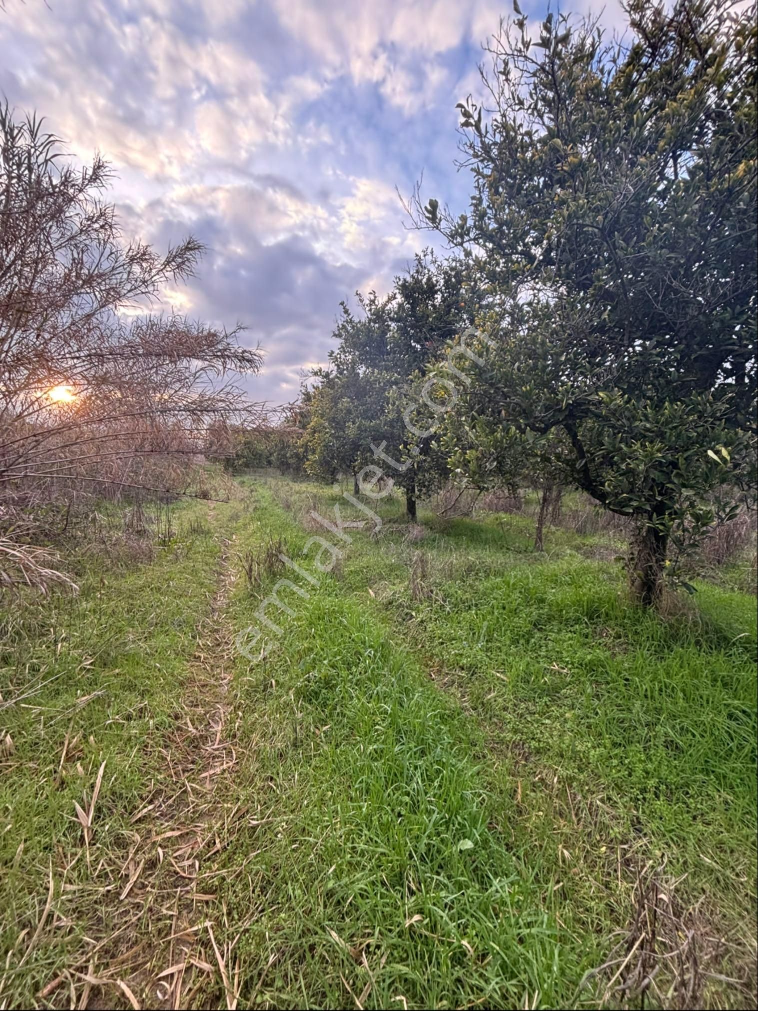 Nazilli Hamzalı Da Fırsat 8 Dönümlük Portakal Bahçesi - Görsel 13