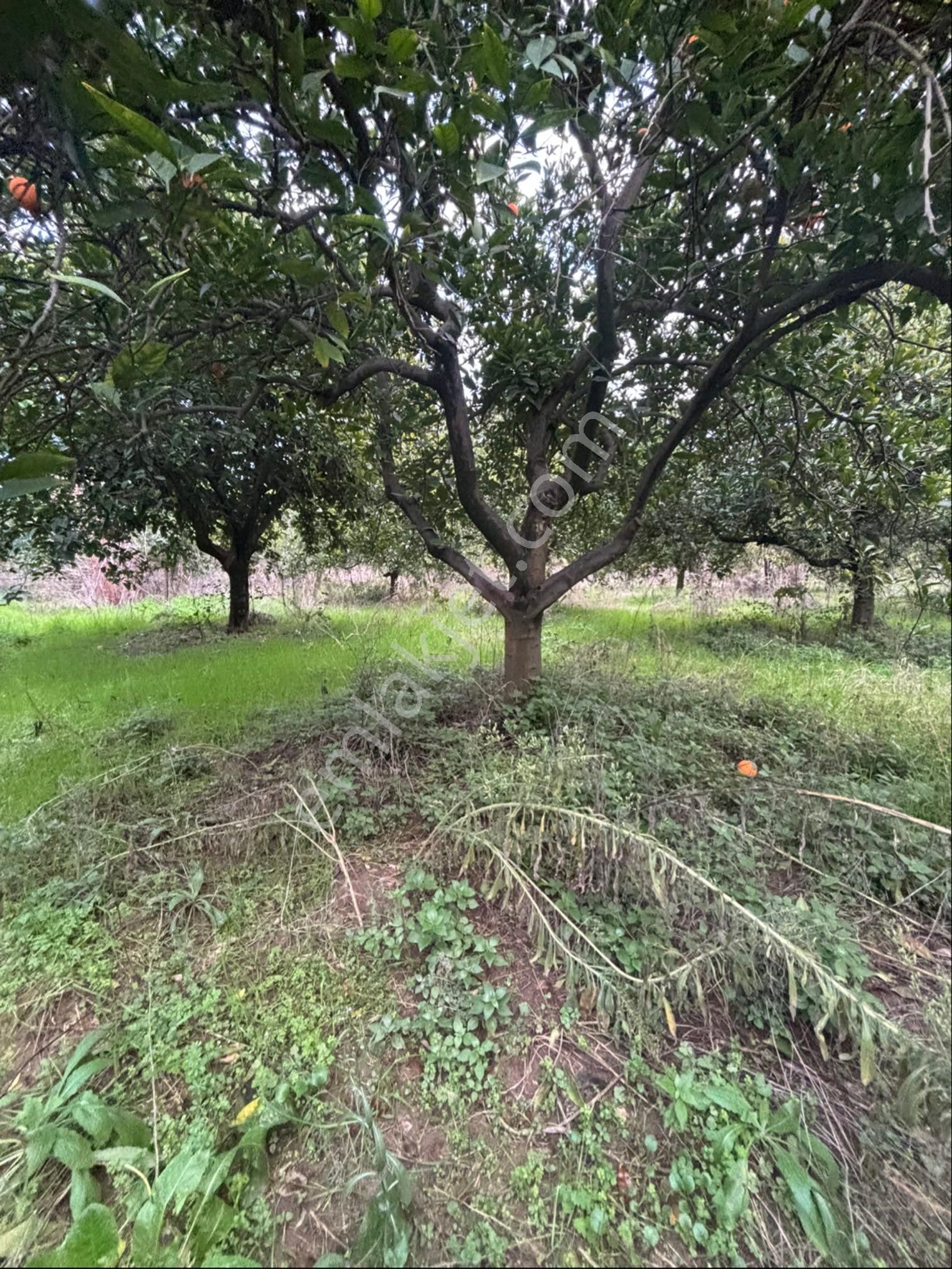 Nazilli Hamzalı Da Fırsat 8 Dönümlük Portakal Bahçesi - Görsel 4