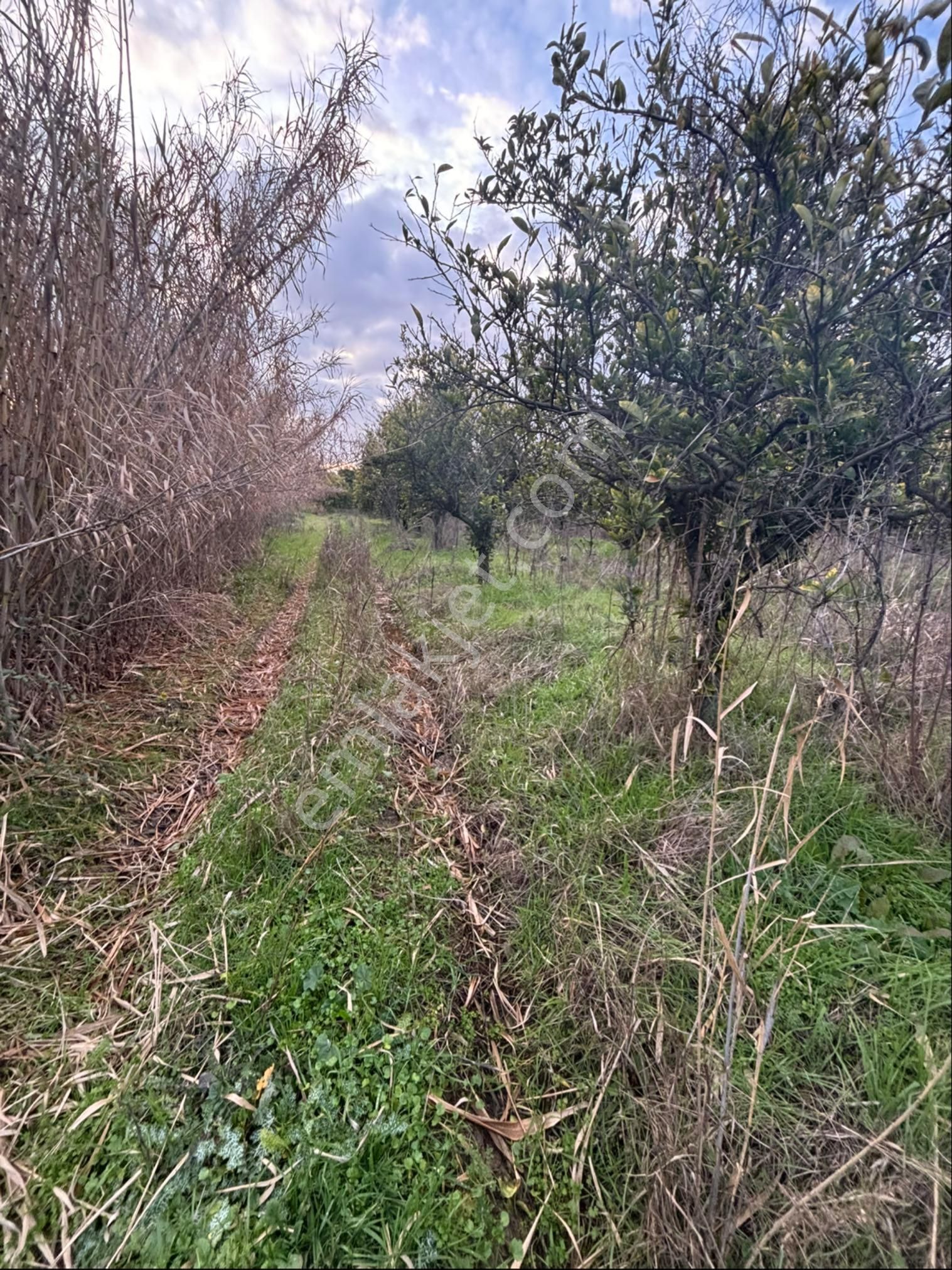 Nazilli Hamzalı Da Fırsat 8 Dönümlük Portakal Bahçesi - Görsel 15