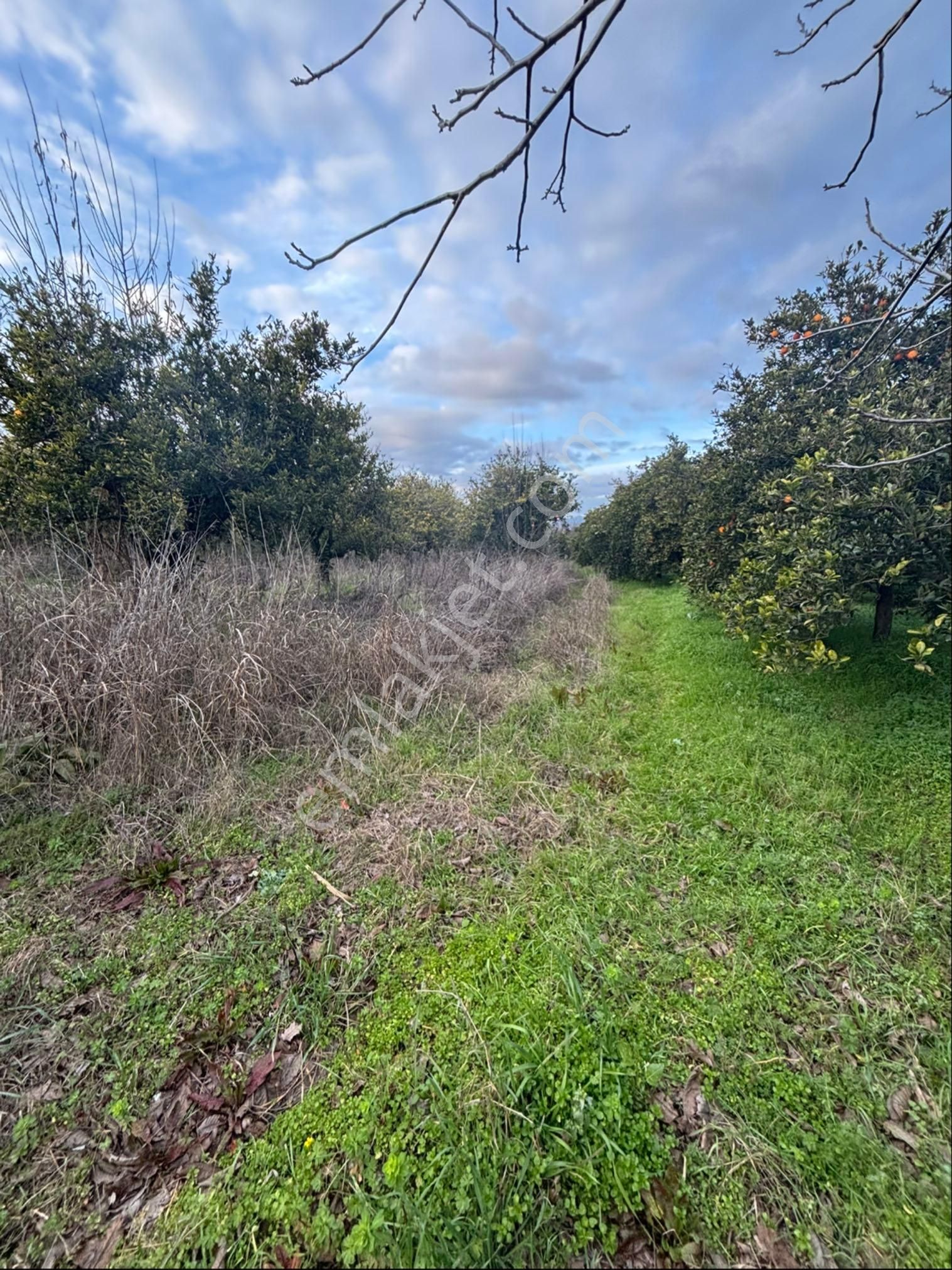 Nazilli Hamzalı Da Fırsat 8 Dönümlük Portakal Bahçesi - Görsel 17