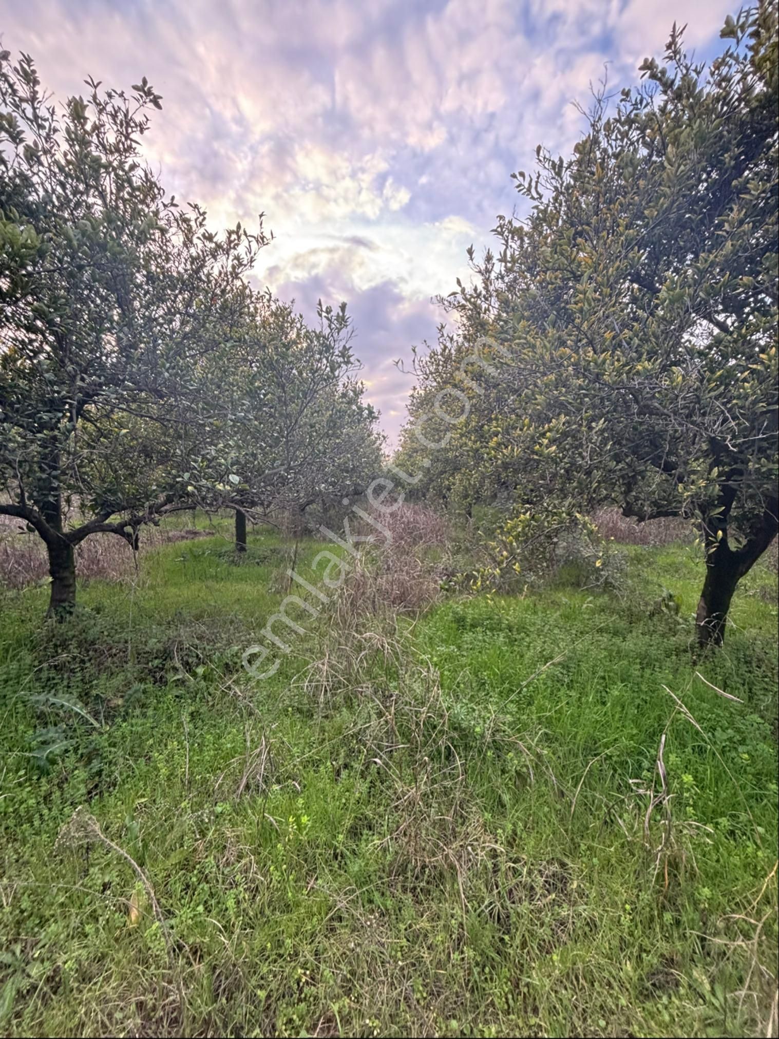 Nazilli Hamzalı Da Fırsat 8 Dönümlük Portakal Bahçesi - Görsel 18