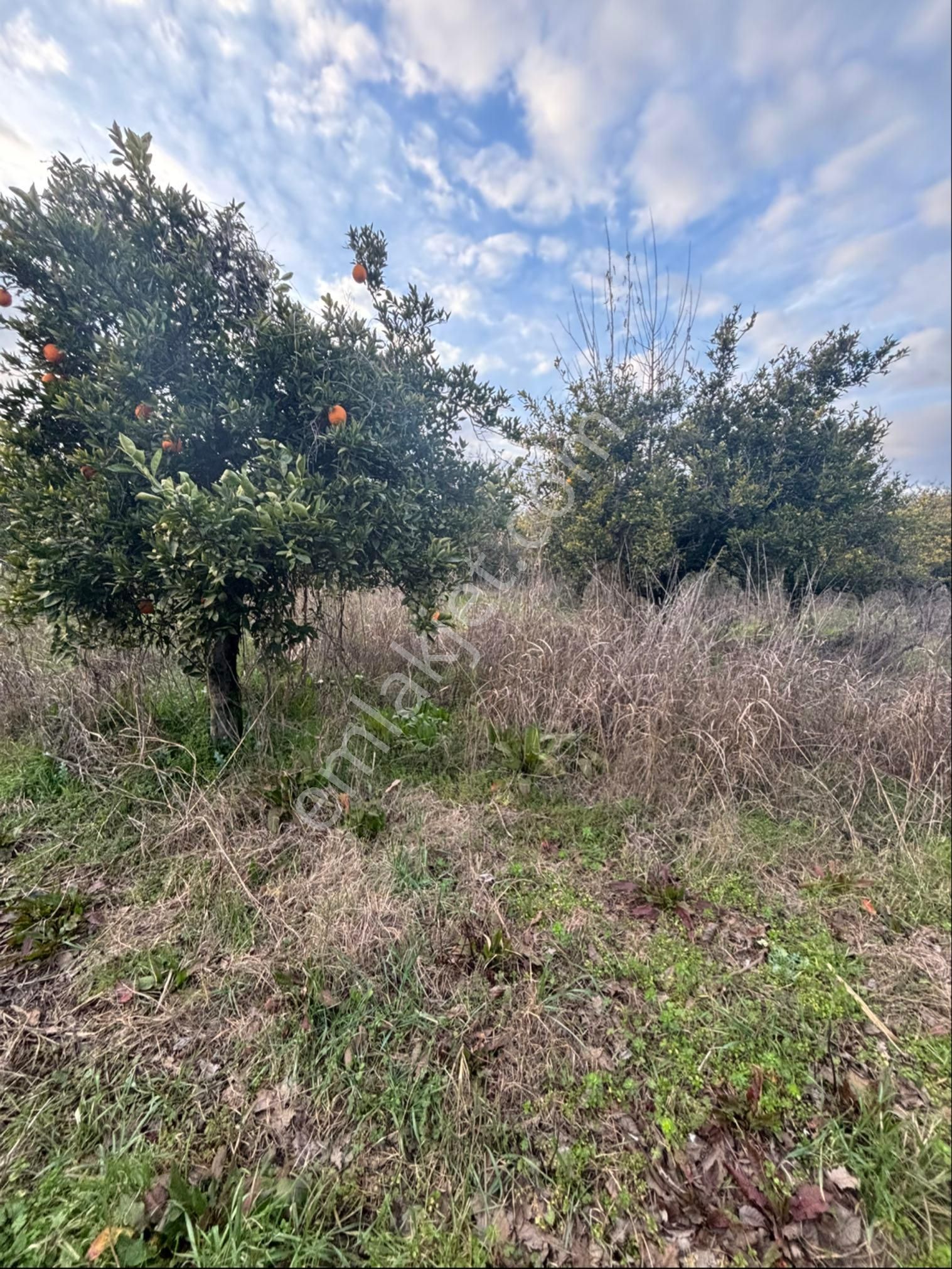Nazilli Hamzalı Da Fırsat 8 Dönümlük Portakal Bahçesi - Görsel 20