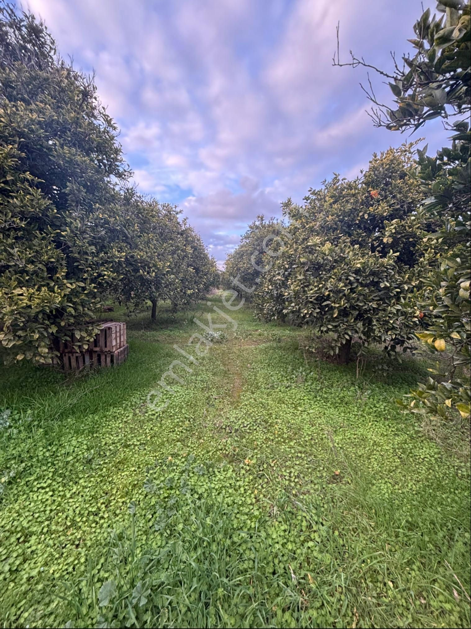 Nazilli Hamzalı Da Fırsat 8 Dönümlük Portakal Bahçesi - Görsel 8