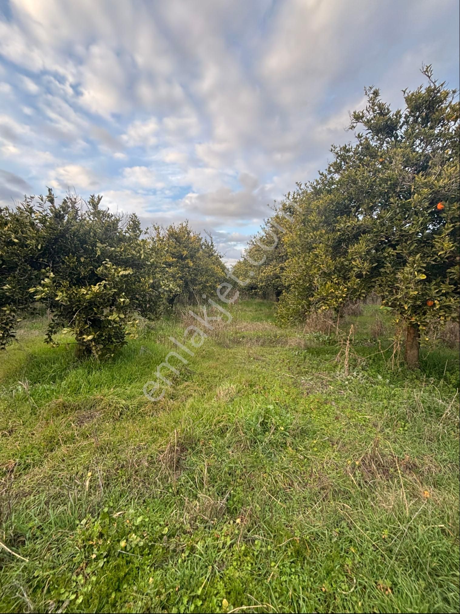 Nazilli Hamzalı Da Fırsat 8 Dönümlük Portakal Bahçesi - Görsel 14