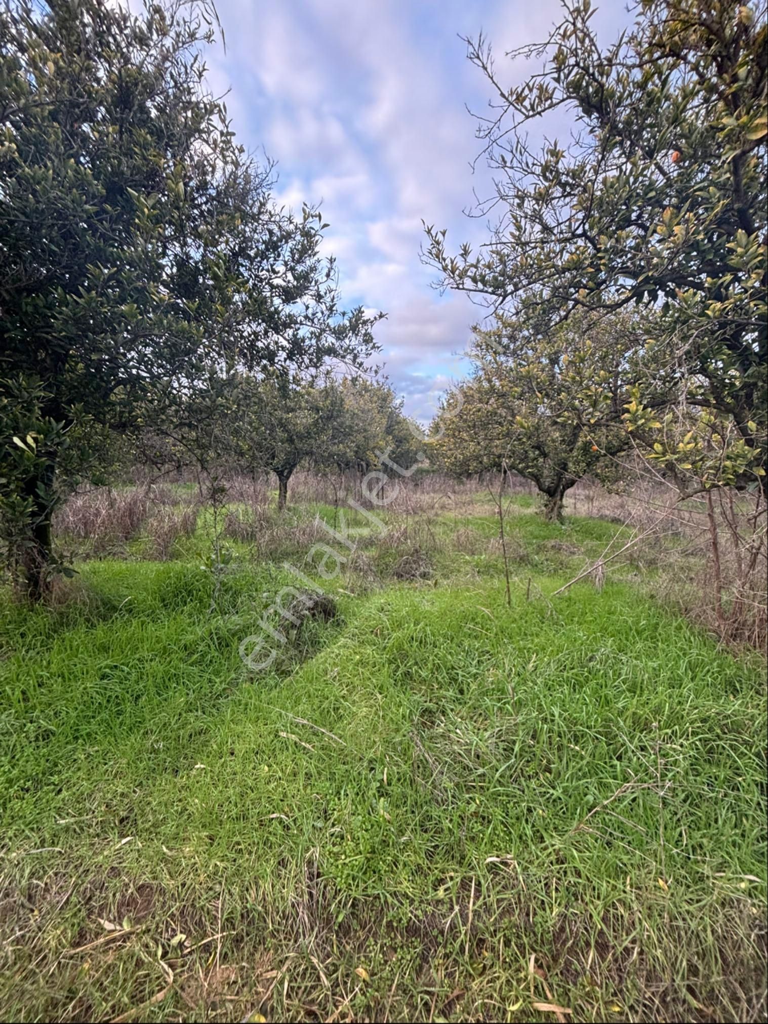 Nazilli Hamzalı Da Fırsat 8 Dönümlük Portakal Bahçesi - Görsel 12