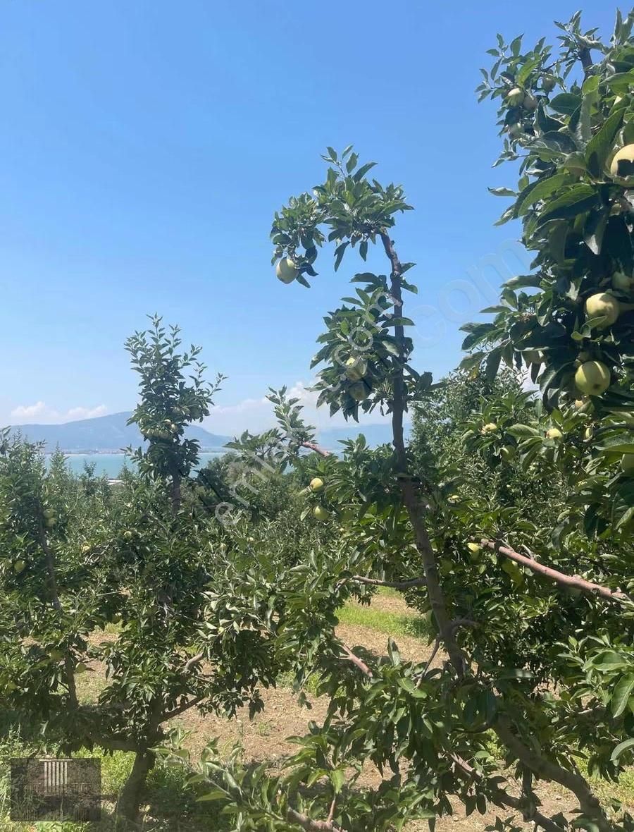 Eğirdir Sorkuncak Karabağlar Mevkii 2.089 M2 Satılık Tarla - Görsel 6