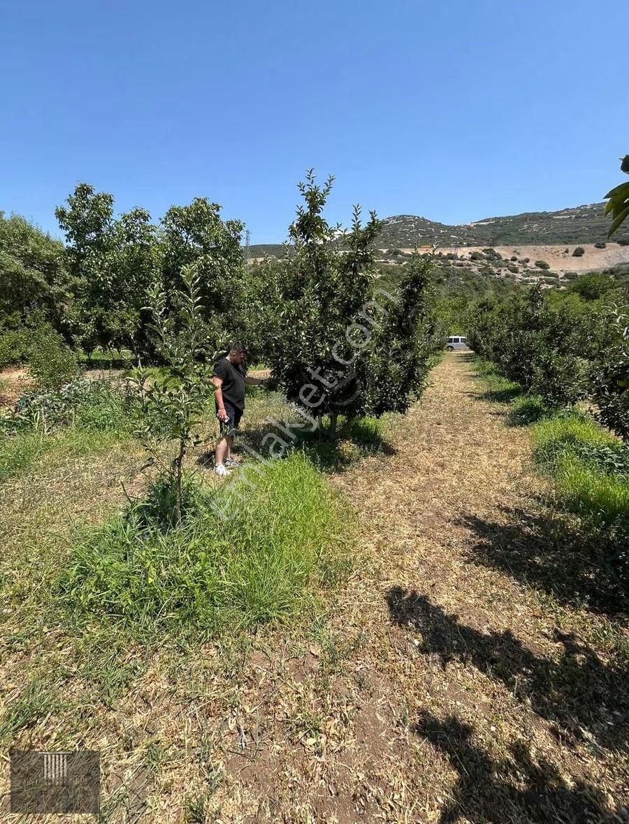 Eğirdir Sorkuncak Karabağlar Mevkii 2.089 M2 Satılık Tarla - Görsel 3