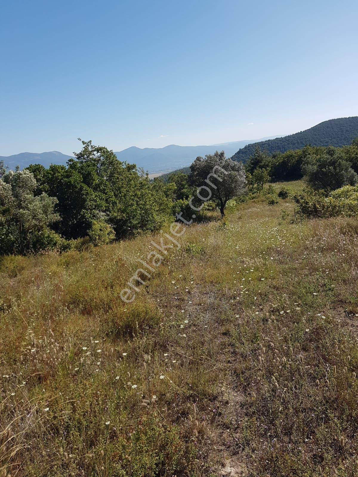 Alp Gayrimenkulden Sakarya, Pamukova'da Satılık Bahçe - Görsel 4