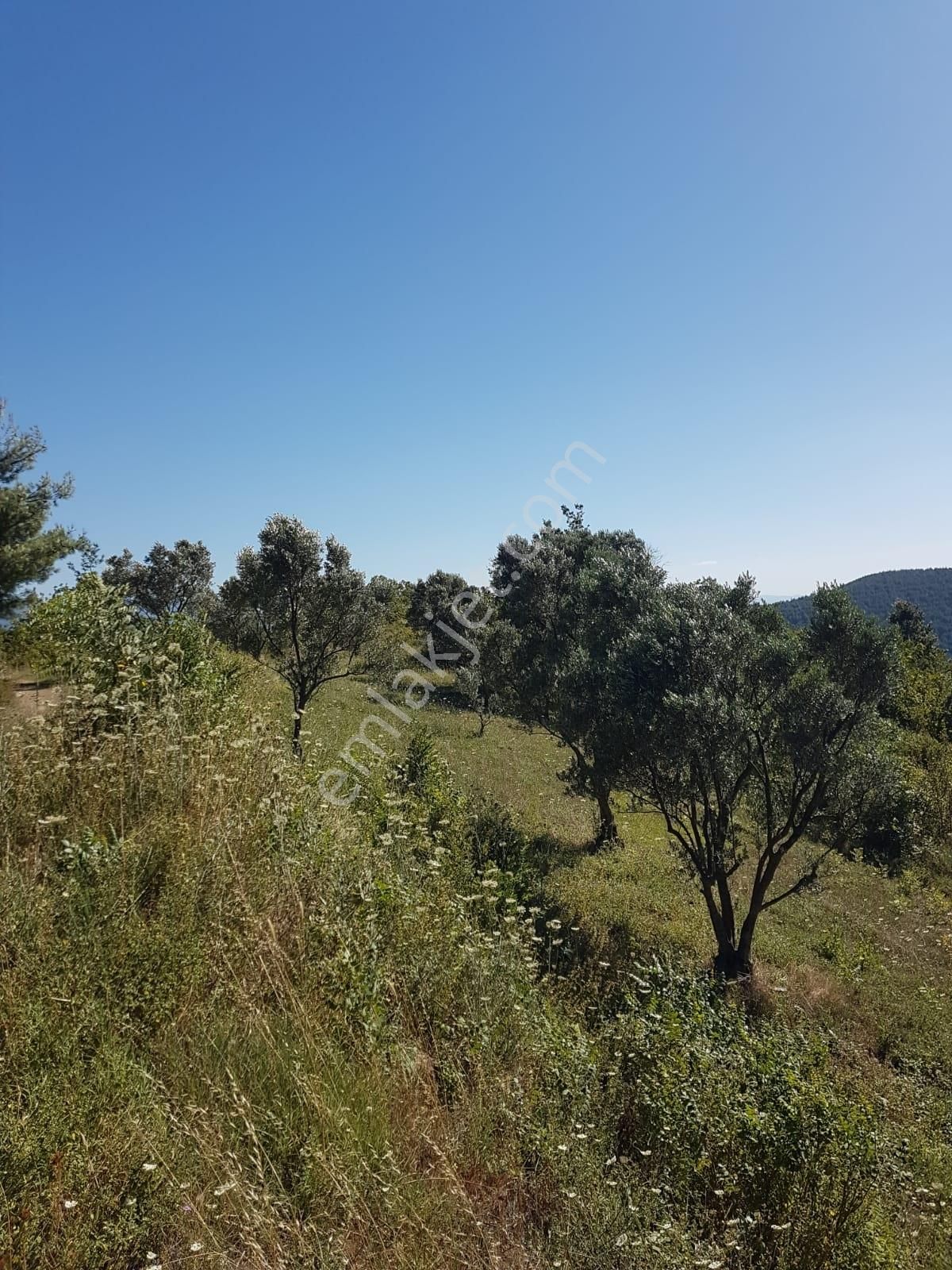 Alp Gayrimenkulden Sakarya, Pamukova'da Satılık Bahçe - Görsel 9