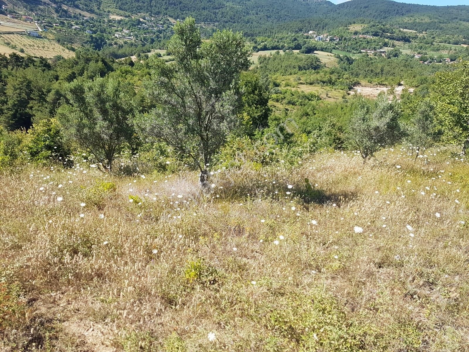 Alp Gayrimenkulden Sakarya, Pamukova'da Satılık Bahçe