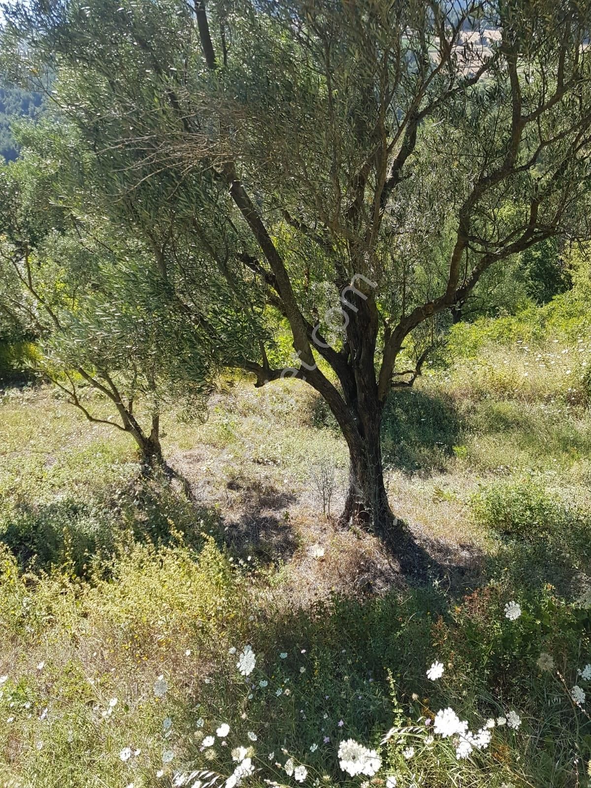 Alp Gayrimenkulden Sakarya, Pamukova'da Satılık Bahçe - Görsel 6