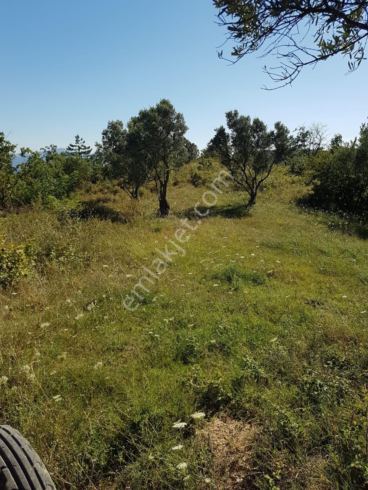 Alp Gayrimenkulden Sakarya, Pamukova'da Satılık Bahçe - Görsel 5