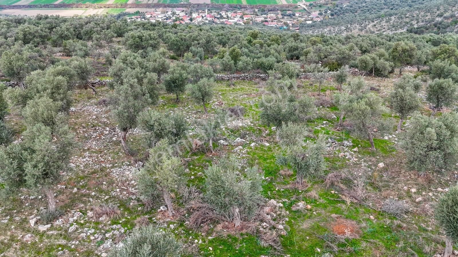Milas Ovakışlacıkta Satılık Bakımlı Zeytinlik - Görsel 7