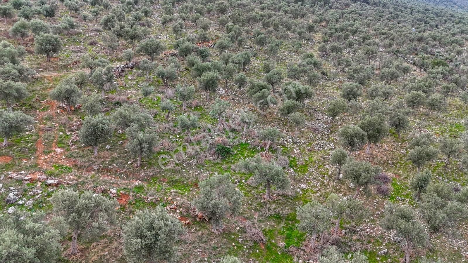 Milas Ovakışlacıkta Satılık Bakımlı Zeytinlik - Görsel 9