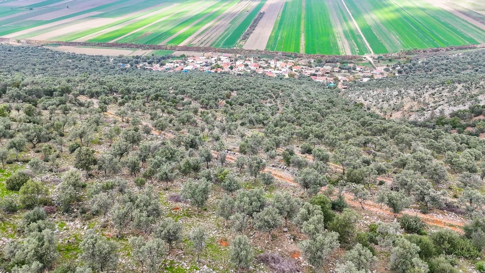 Milas Ovakışlacıkta Satılık Bakımlı Zeytinlik - Görsel 16