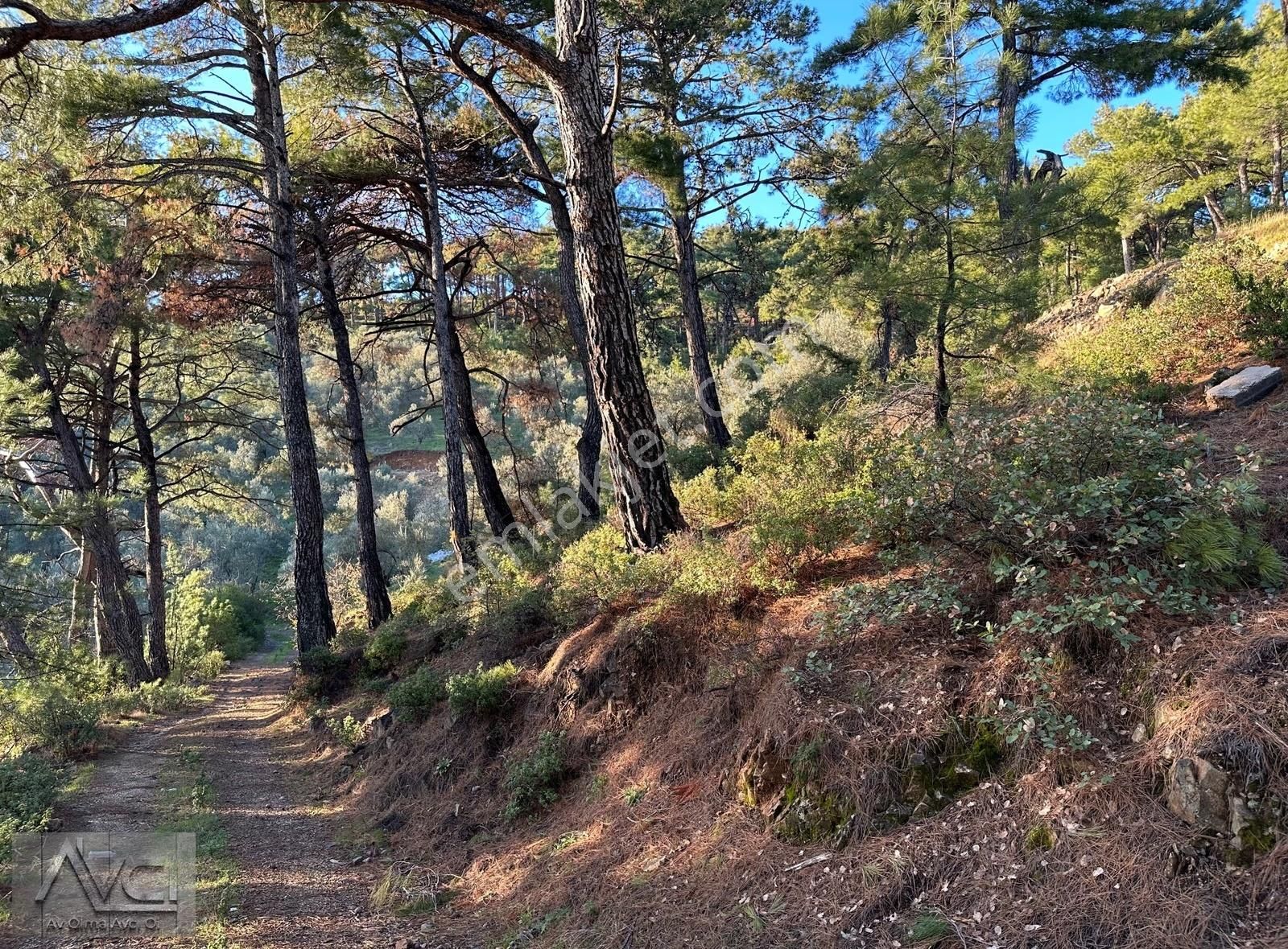 Avcı'dan Altınoluk Cam Seyir Terası Yolunda 5 Dönüm Ful Manzara - Görsel 6