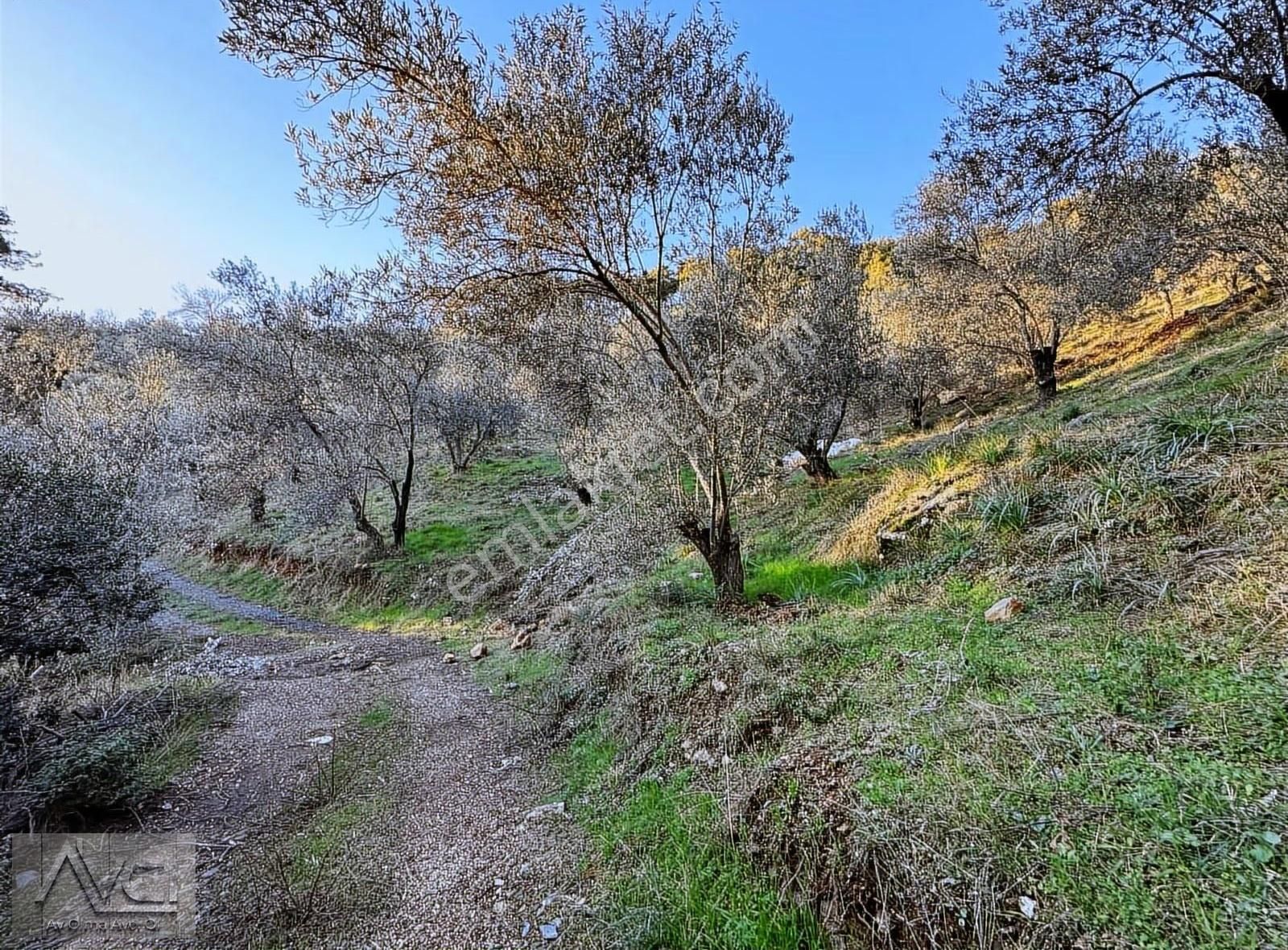 Avcı'dan Altınoluk Cam Seyir Terası Yolunda 5 Dönüm Ful Manzara - Görsel 4