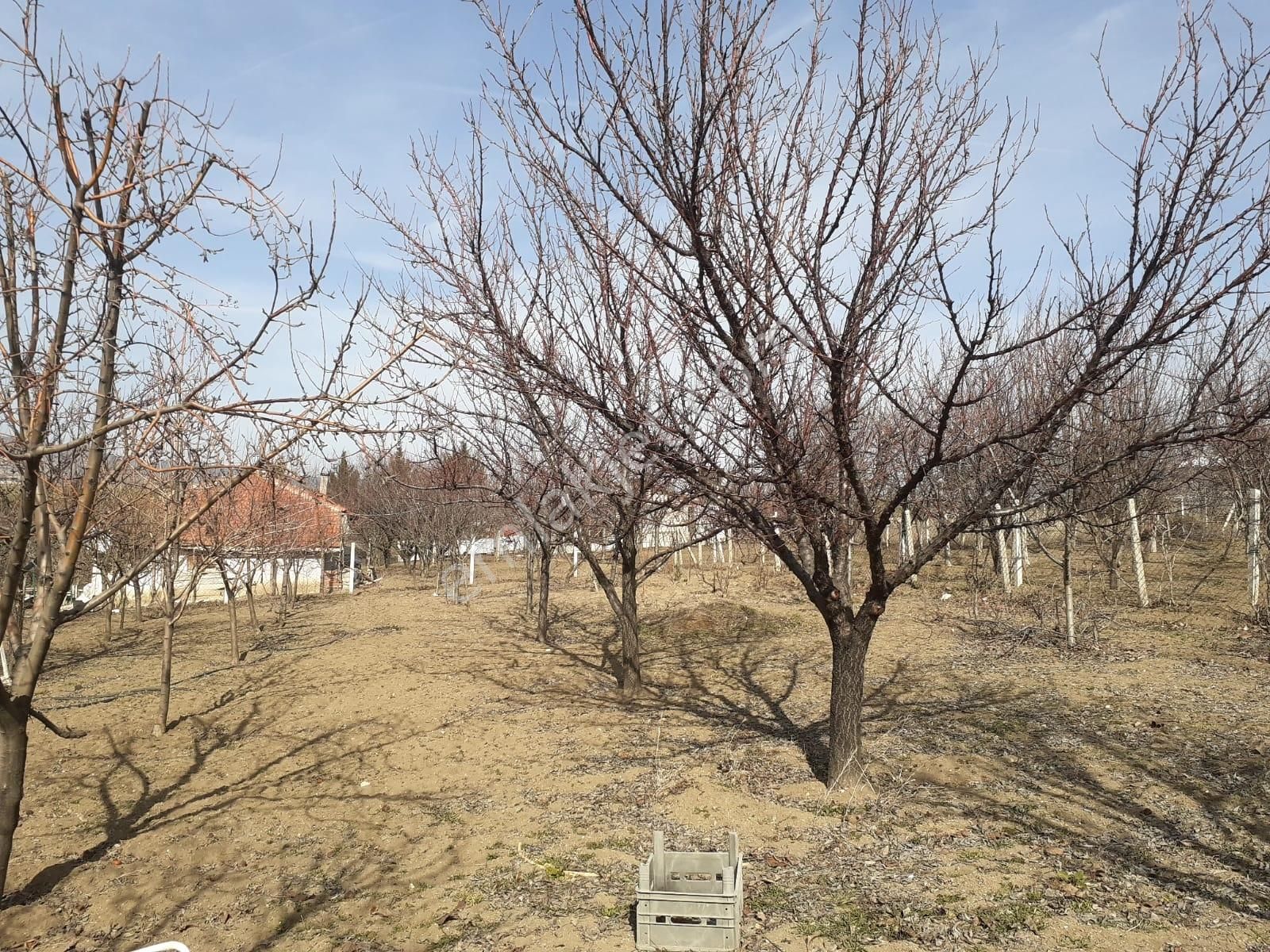 Paşa Köyde Satılık Bağ - Görsel 6