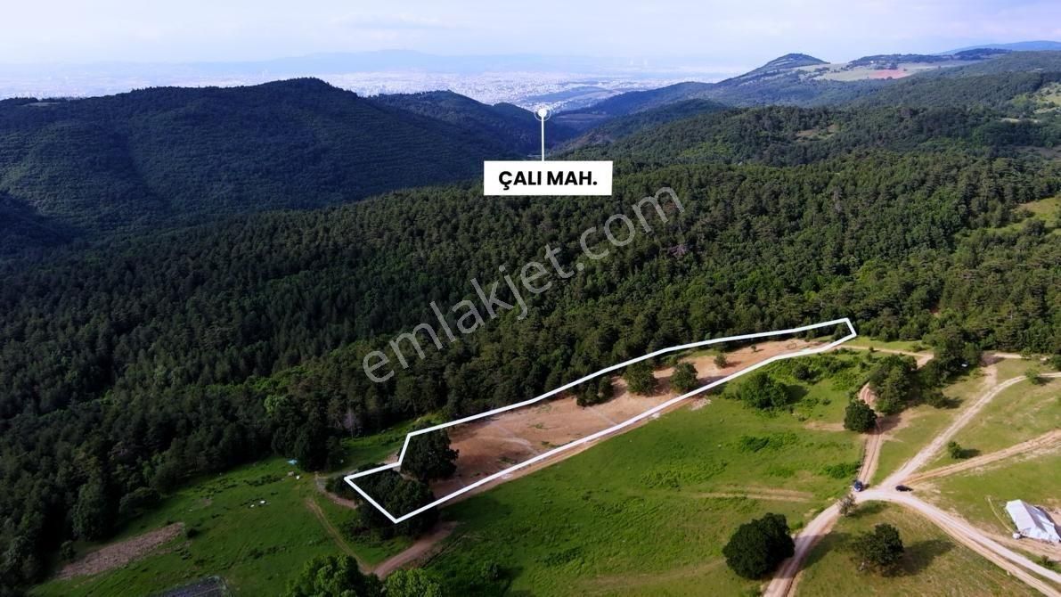 Atlas'da Bir Tarafı Orman Bir Tarafı Yol 1819m² Muhteşem Bahçe - Görsel 5