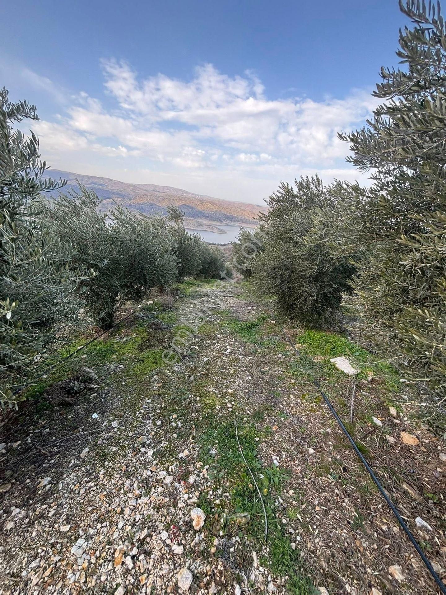 Tc Emlaktan Satılık 70 Dönüm Zeytinlik ! Elekktrik Su