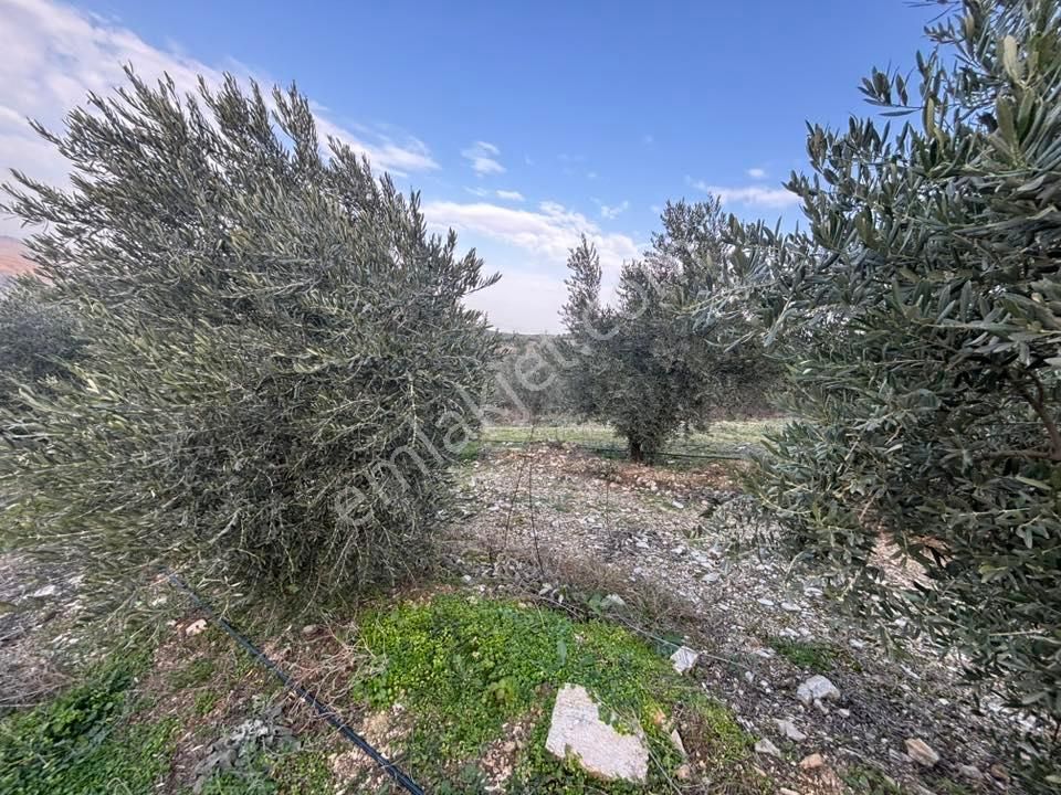 Tc Emlaktan Satılık 70 Dönüm Zeytinlik ! Elekktrik Su - Görsel 9