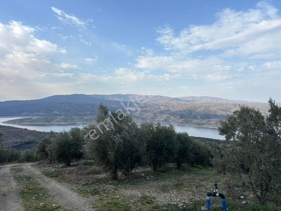 Tc Emlaktan Satılık 70 Dönüm Zeytinlik ! Elekktrik Su - Görsel 12