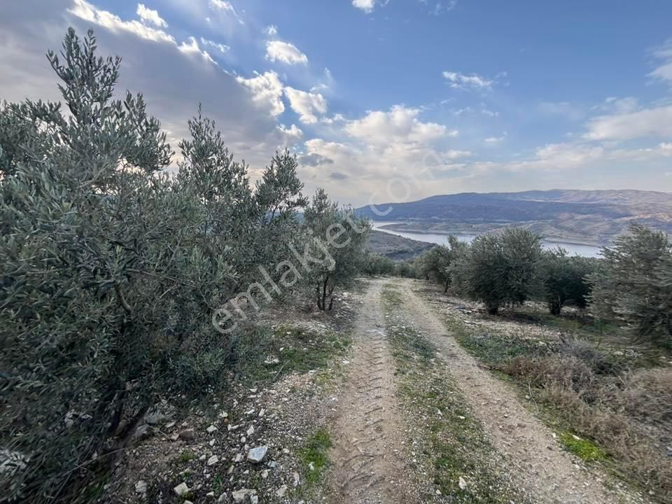 Tc Emlaktan Satılık 70 Dönüm Zeytinlik ! Elekktrik Su - Görsel 28