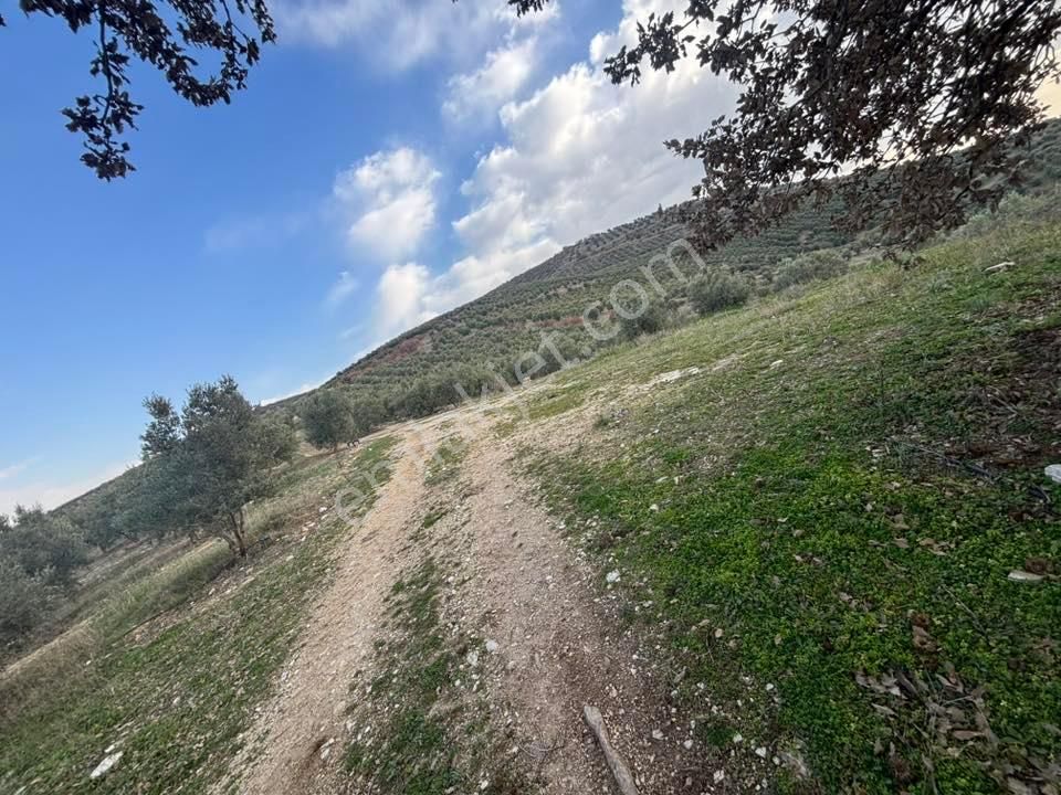 Tc Emlaktan Satılık 70 Dönüm Zeytinlik ! Elekktrik Su - Görsel 8