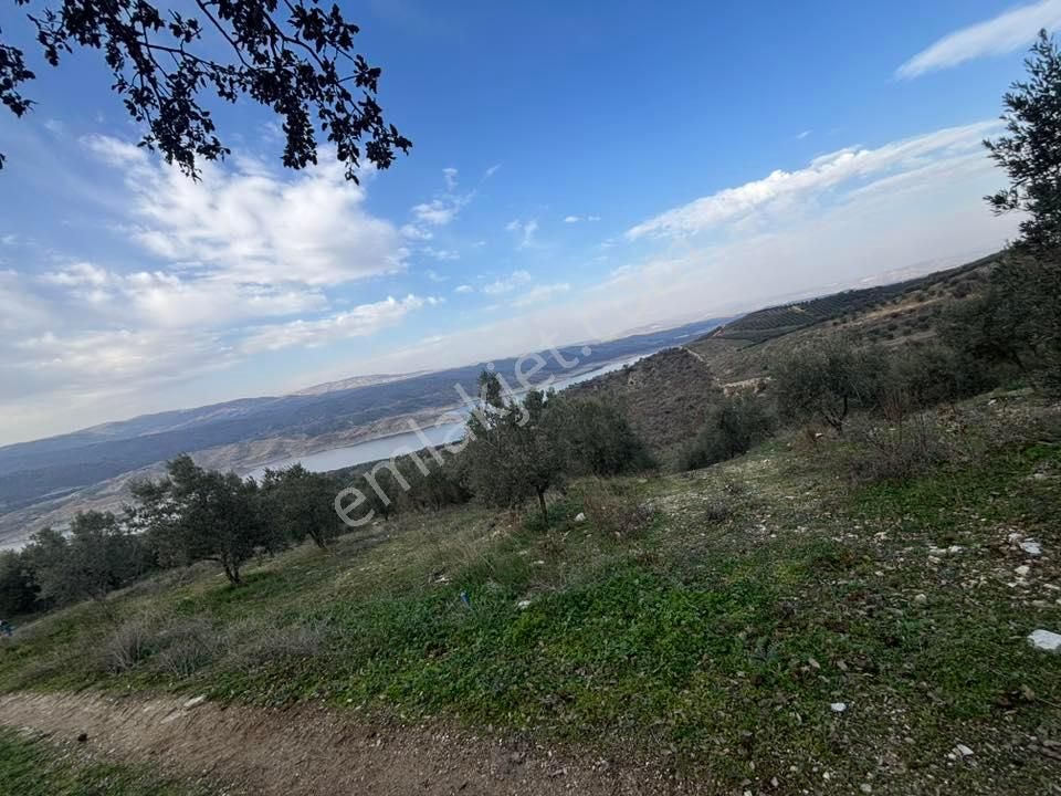 Tc Emlaktan Satılık 70 Dönüm Zeytinlik ! Elekktrik Su - Görsel 22